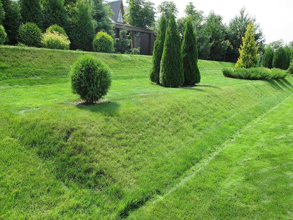 Газон готовый с установкой и также ландшафтный дизайн