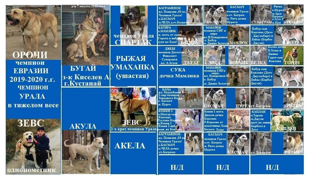 Продам внучку Орочи