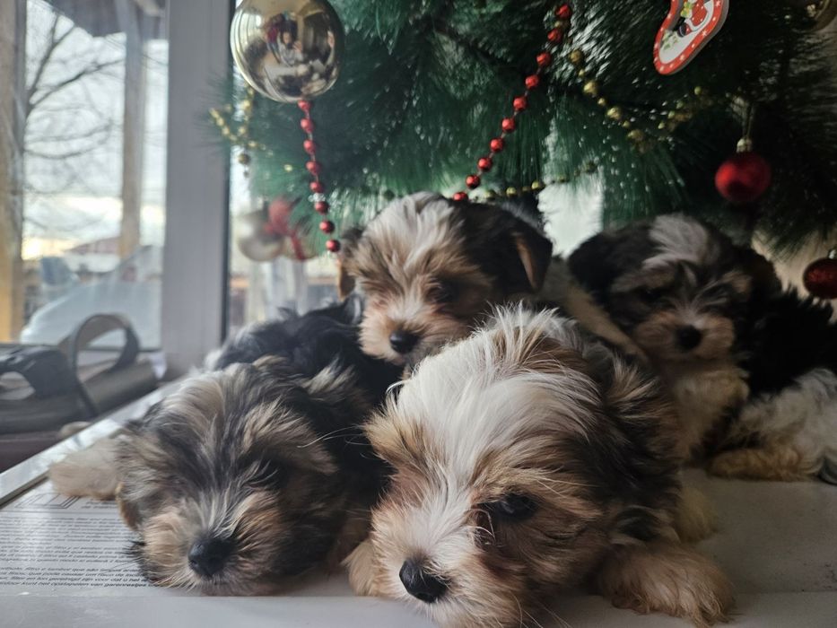 Мъжко Йорки бивър  супер подарък