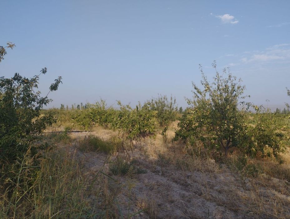 Бог сотилади Фаргона Кува йулида