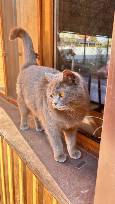 Кошка британская