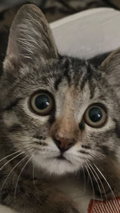 Продаю Котёнка девочка