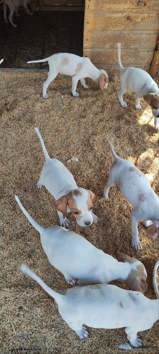 Продается щенки поинтнра