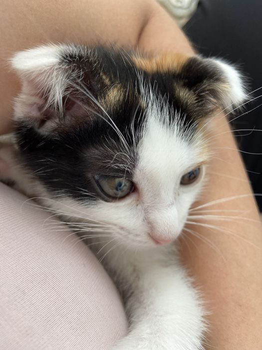 5000 вислоухий