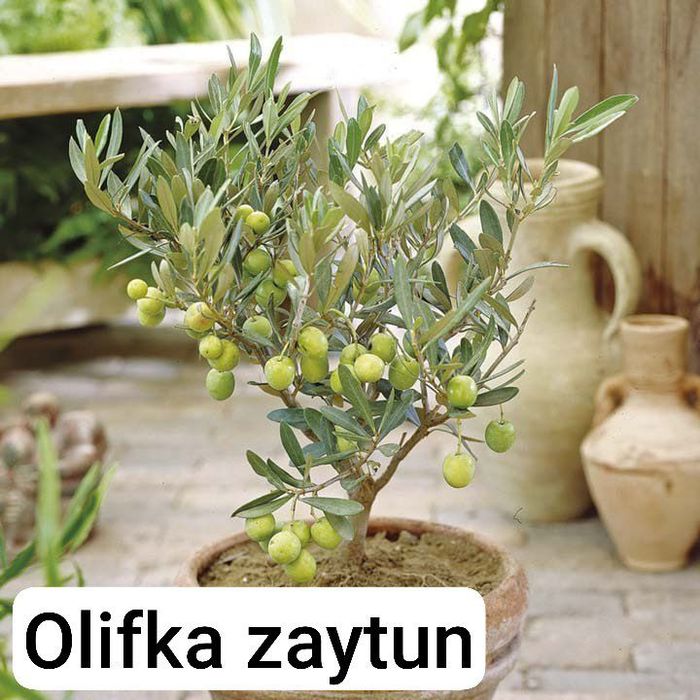 Banan kivi galubika avakado mango zaytun arbuts kadsura