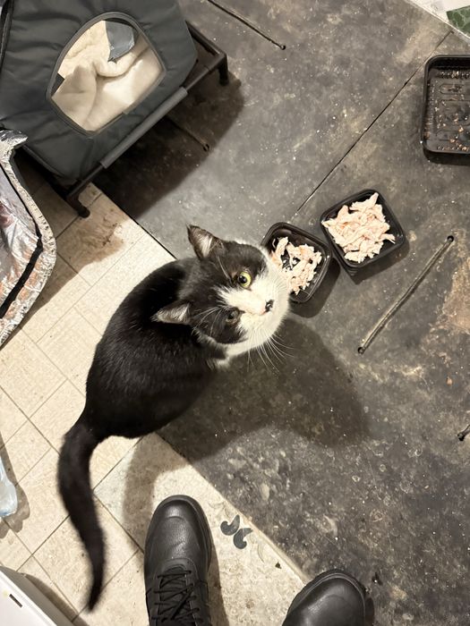 Взрослый кот бесплатно