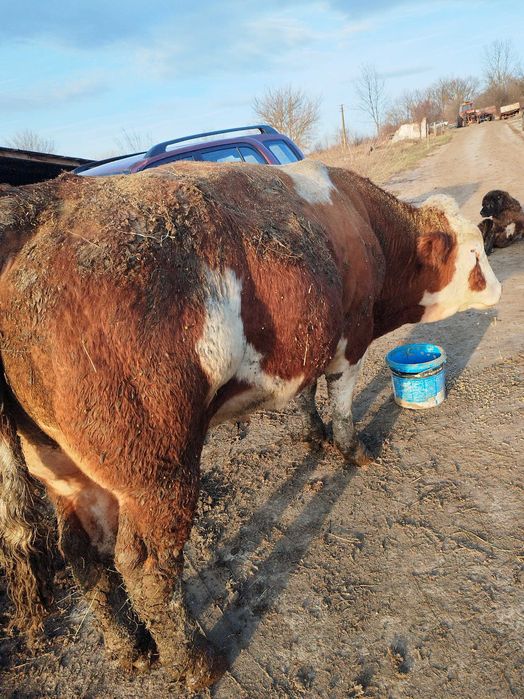 Vând Taur Baltată Ungurească