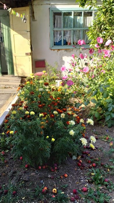 Продаю дачу в обществе Алма