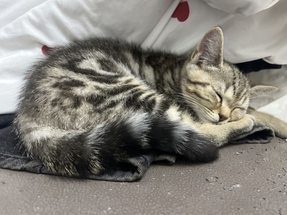 котенок скоттиш страйт