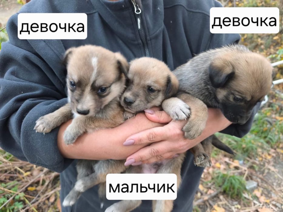Щенки друзья чудесные