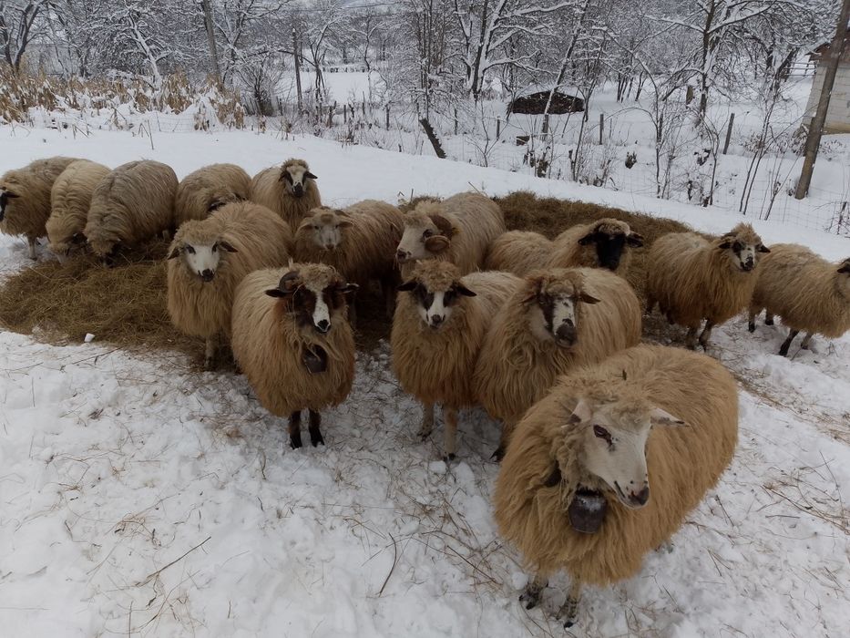 Oi de vânzare  cu miei