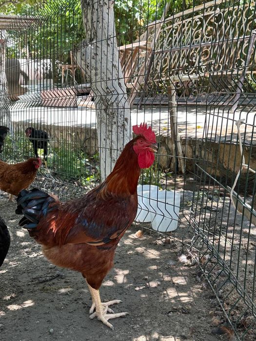 Доспен жеке жыныстық қатынас