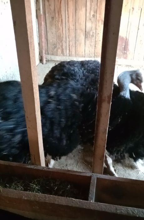 Familie de struți