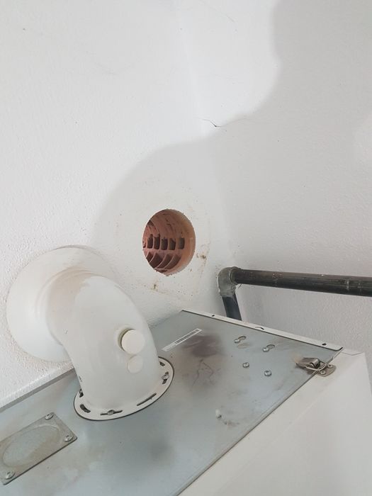 Gaura hota, gaura carota. Timișoara, Lugoj.