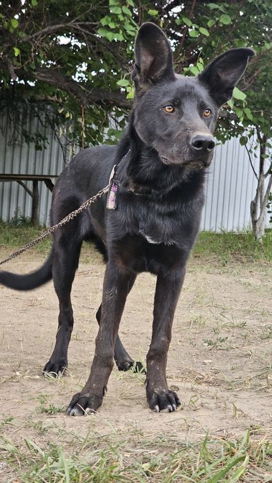 Щенок Немецкой овчарки Черный
