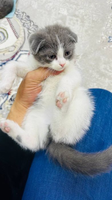 Скоттиш фолд Шотландская вислоухая кошка