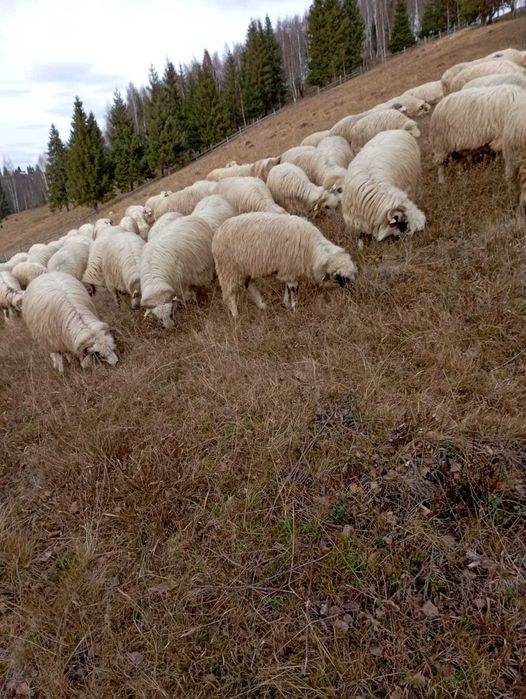 Vand oi la 750 de lei bucata