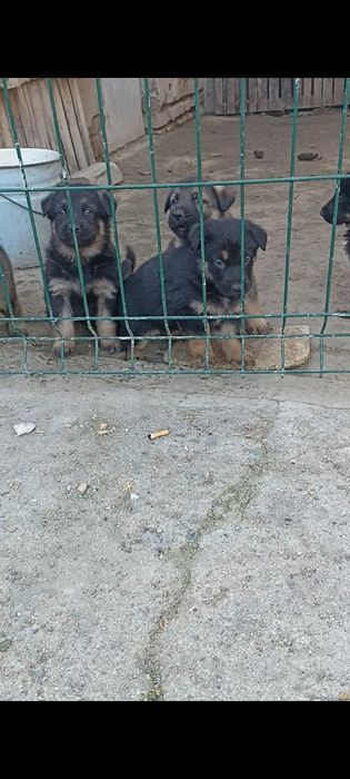 Работни немски овчарки