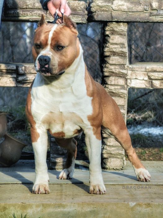 Amstaff cu pedigree