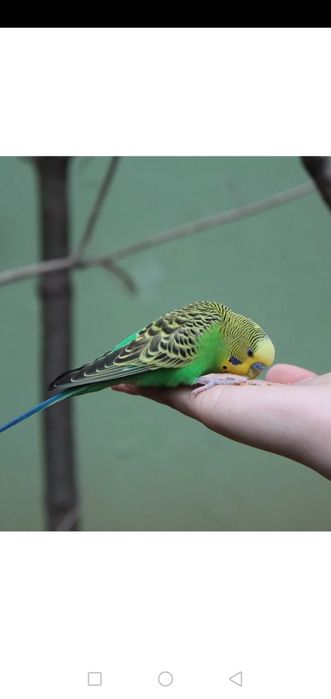 Попугай с клеткой волнистый