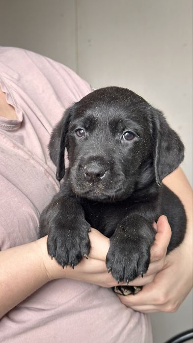 Щенки лабрадора