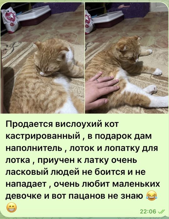 Вислоухий кот продается