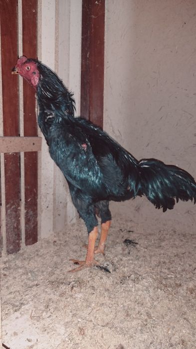 Dakan xuruzlar sotiladi