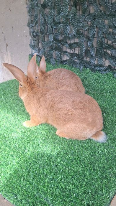 Бургун 4 месячные кролики