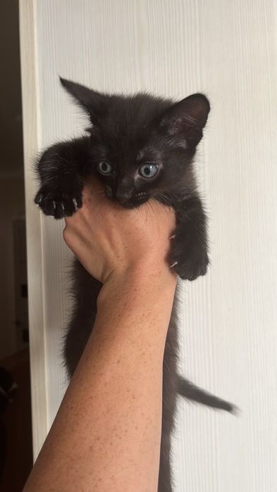 Отдам в добрые руки котенка