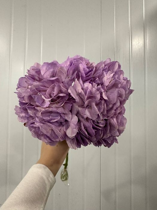 Пышные гортензии - объём, нежность и эффектный вид