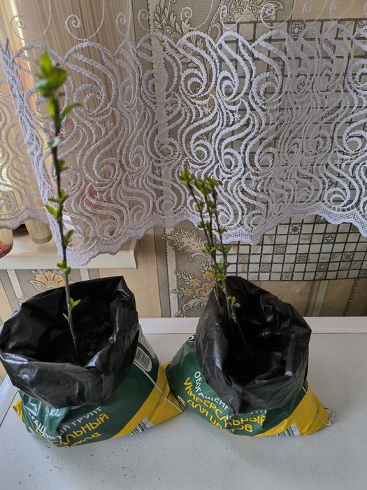 продам саженцы малины, ,  свежие,до