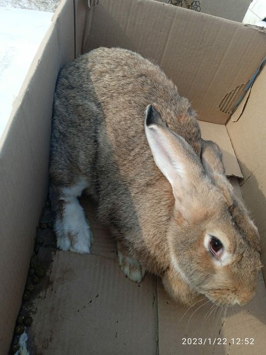 Кролики виликаны парода