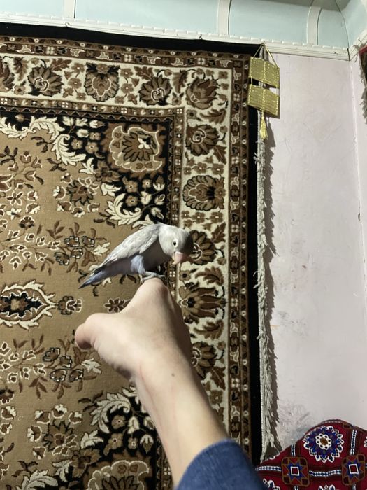 Nerazluchnik ruchnoy