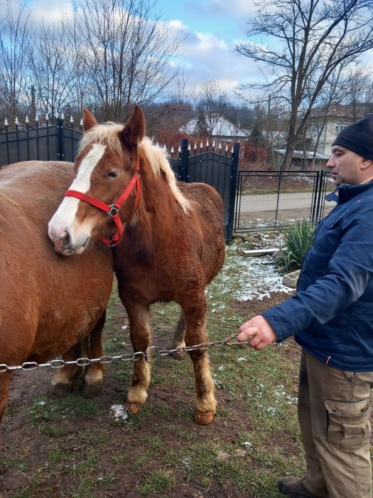 Iapa cu manz de vânzare