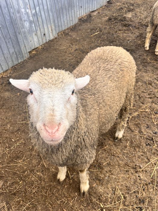 Vand  berbec rasă Texel original