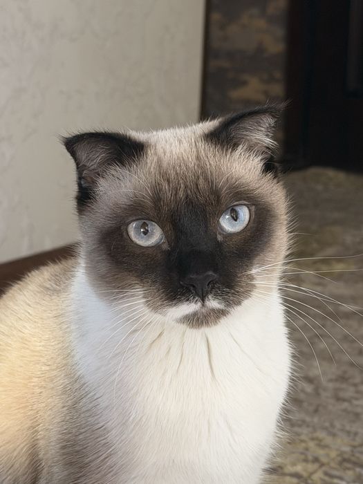 Vyaska uchun Tekinga__1