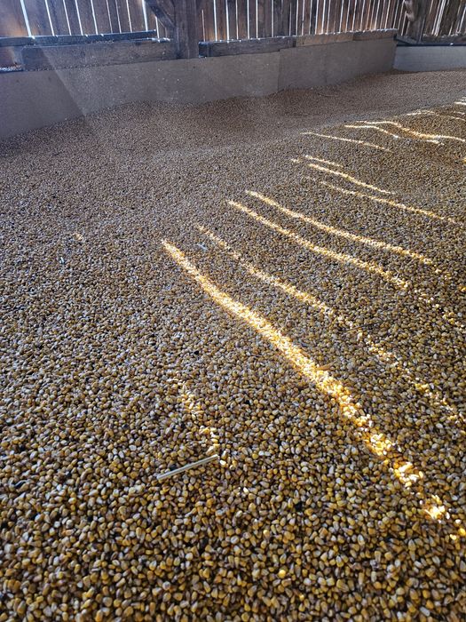 Vand porumb recoltat 2026