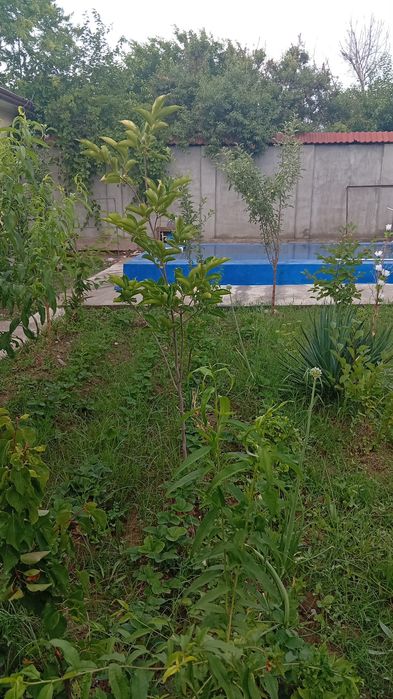 Dacha oila uchun