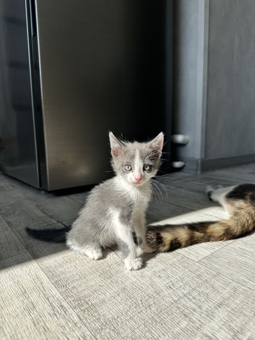 Отдам котёнка в хорошие руки