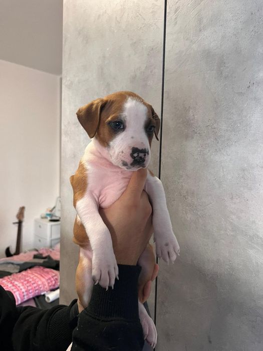 Vând nişte cațeluşi Amstaff terrier de 3,5 luni