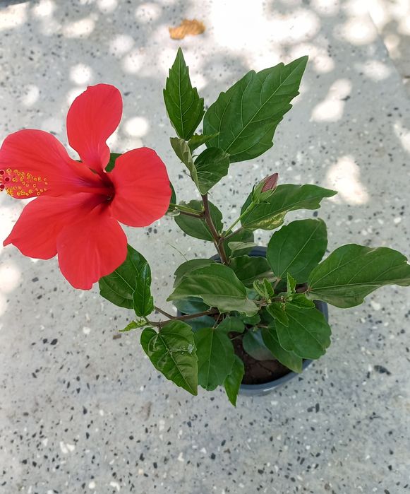 Яркочервени китайски рози- 2 броя