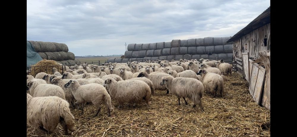 Disponibil oi și miei.