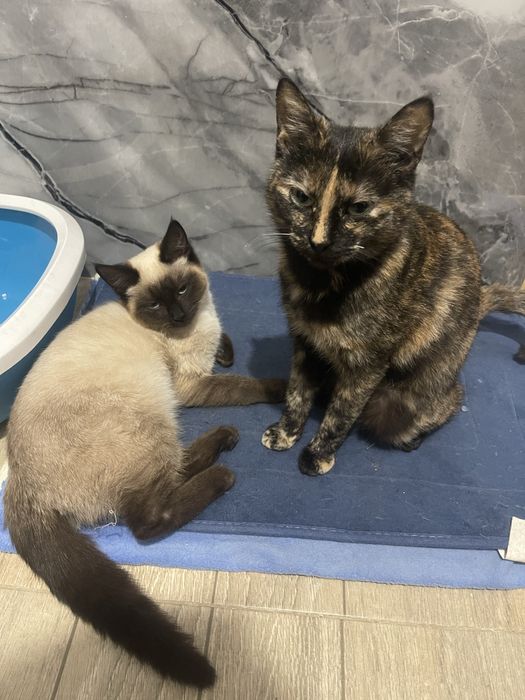 Две кошки Мама и дочь отдам в месте