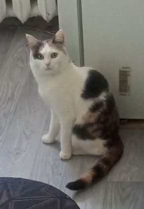 Кошка мейнкун бесплатно!