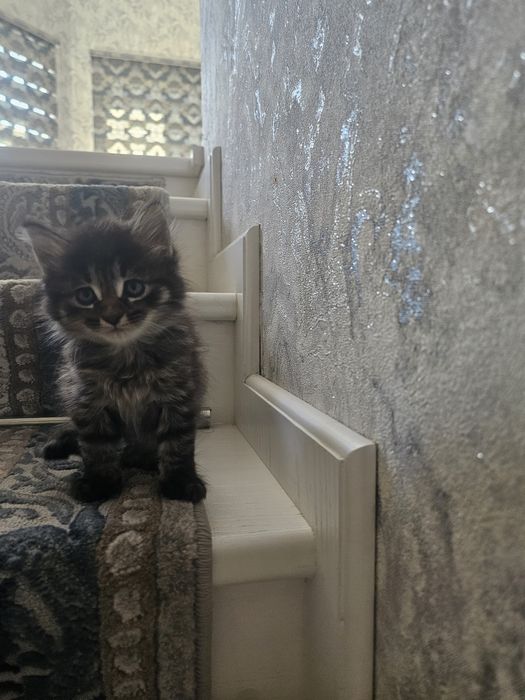 Mushuk bolasi be pul beriladi