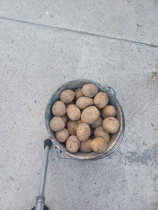 Картошка для посадки