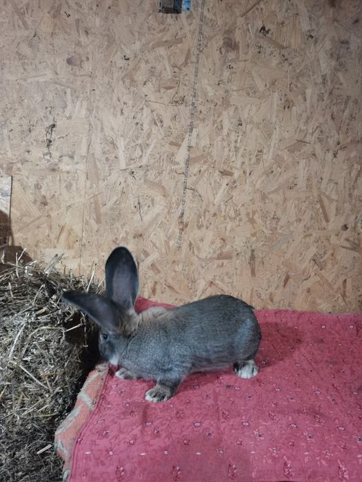 Mascul urias german gri