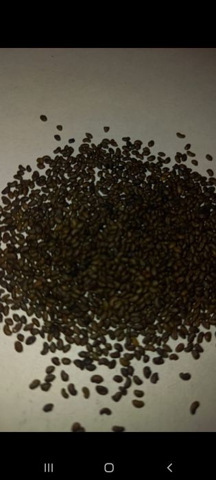 Жонышқа тұқым сатылады оптом