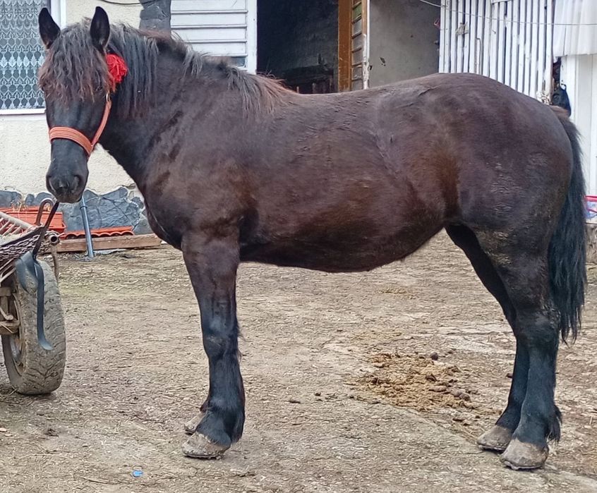 Vând mânză de doi ani