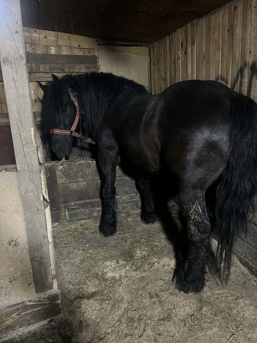 Vand armasar de 4 ani